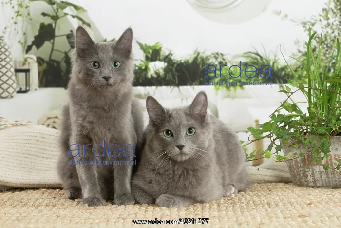 : Two Nebelung cats indoors : Two Nebelung cats indoors