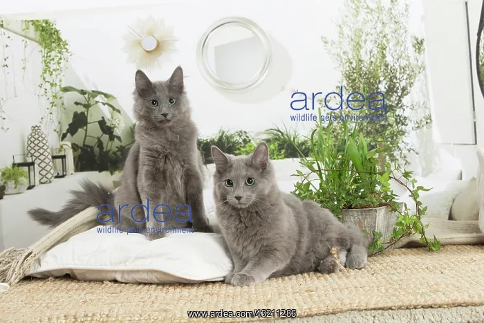 : Two Nebelung cats indoors : Two Nebelung cats indoors