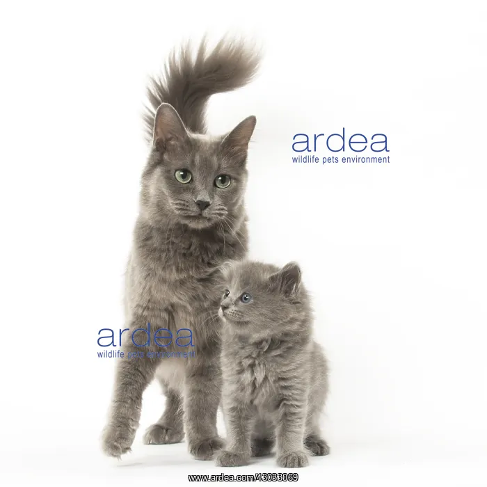  : Nebelung cats in the studio