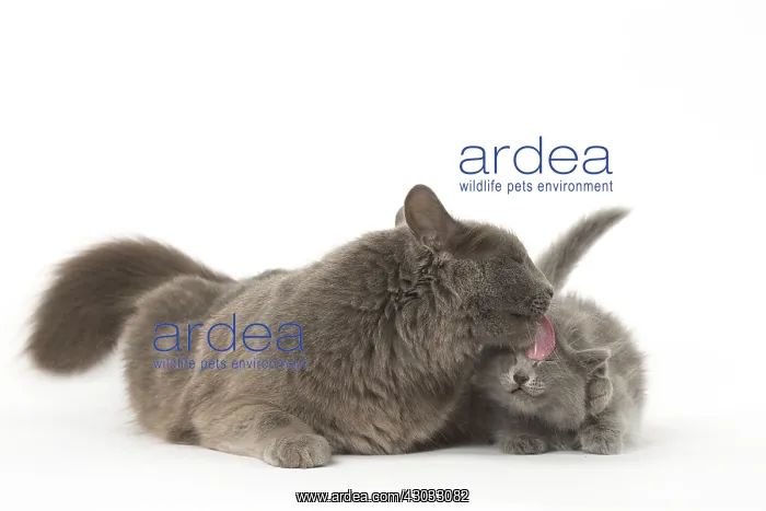  : Nebelung cats in the studio