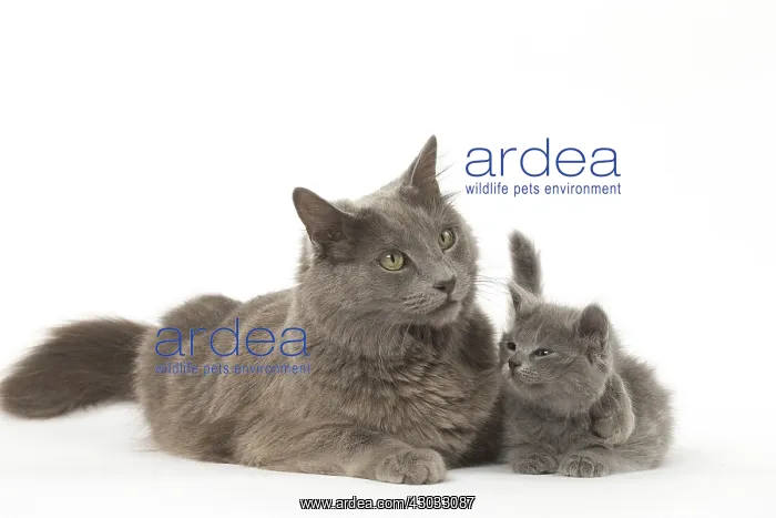  : Nebelung cats in the studio