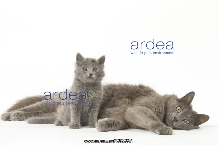  : Nebelung cats in the studio