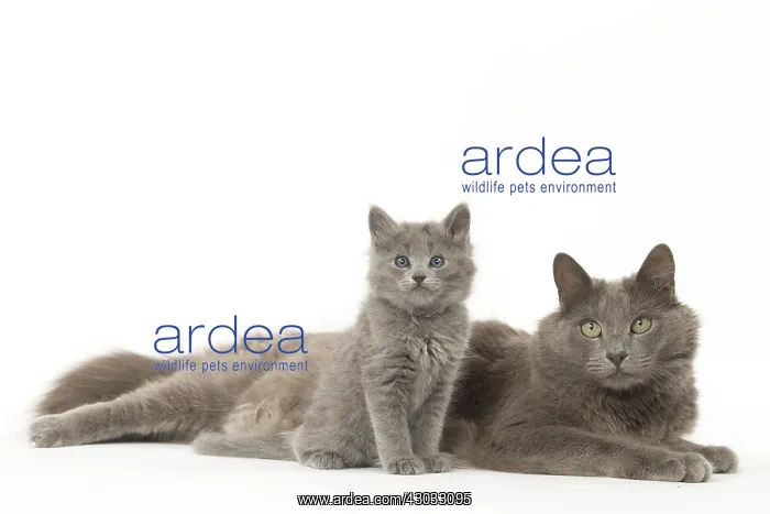  : Nebelung cats in the studio