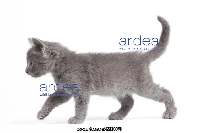  : Nebelung Kitten