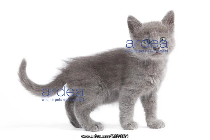  : Nebelung Kitten