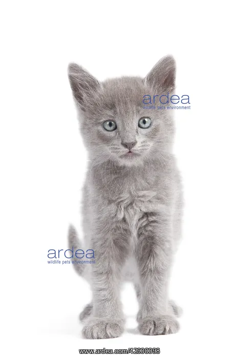  : Nebelung Kitten
