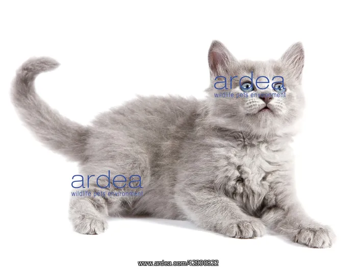  : Nebelung Kitten