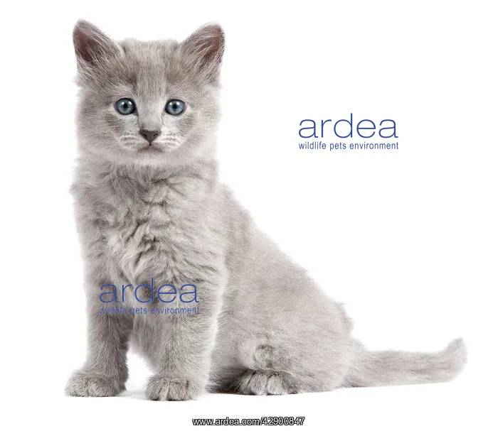  : Nebelung Kitten