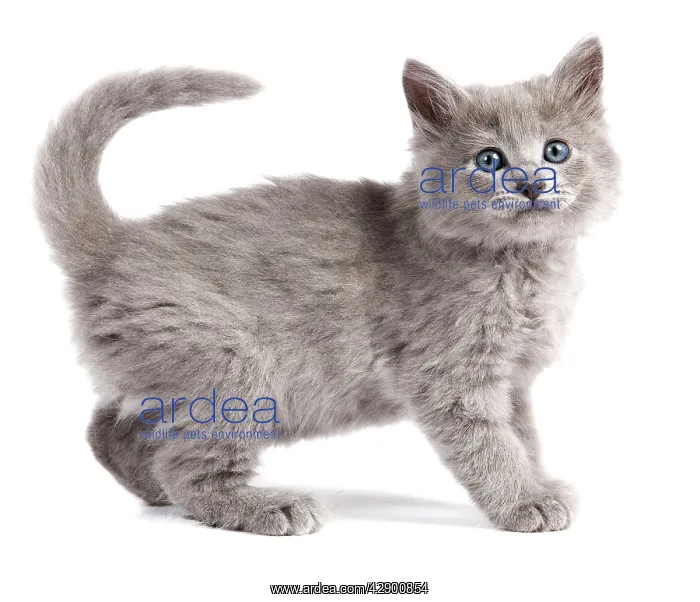  : Nebelung Kitten