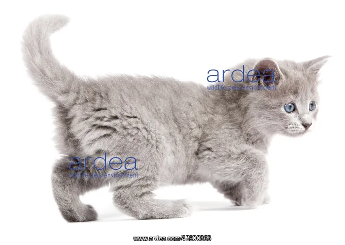  : Nebelung Kitten