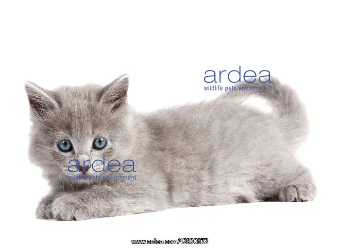  : Nebelung Kitten
