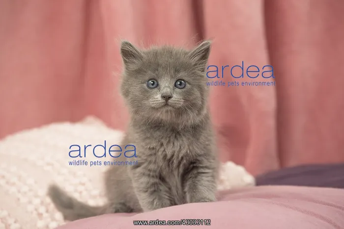  : Nebelung kitten indoors