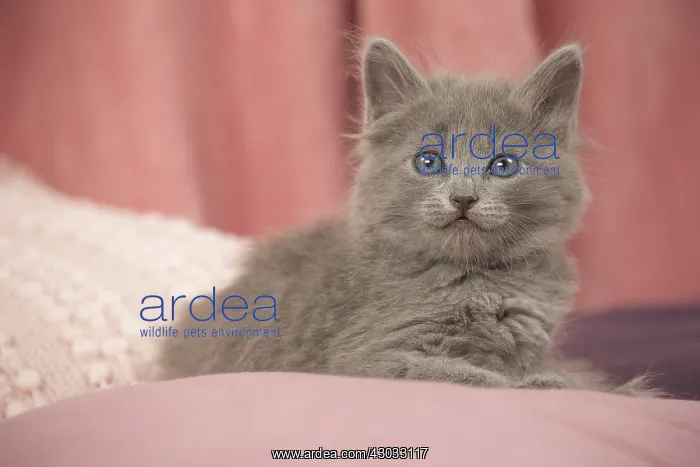  : Nebelung kitten indoors