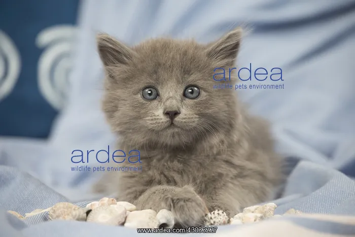  : Nebelung kitten indoors