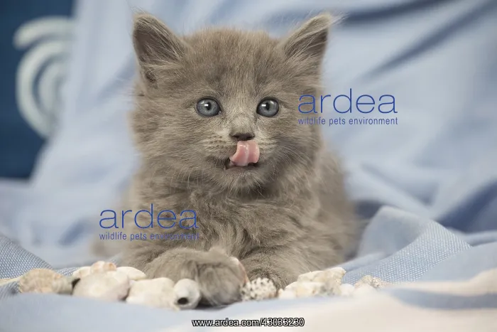  : Nebelung kitten indoors