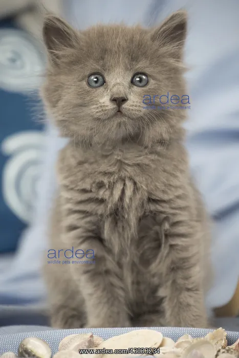  : Nebelung kitten indoors