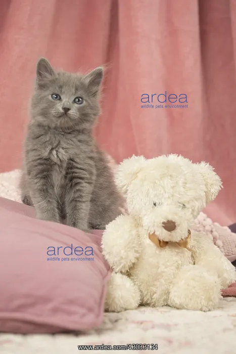  : Nebelung kitten indoors with teddy bear