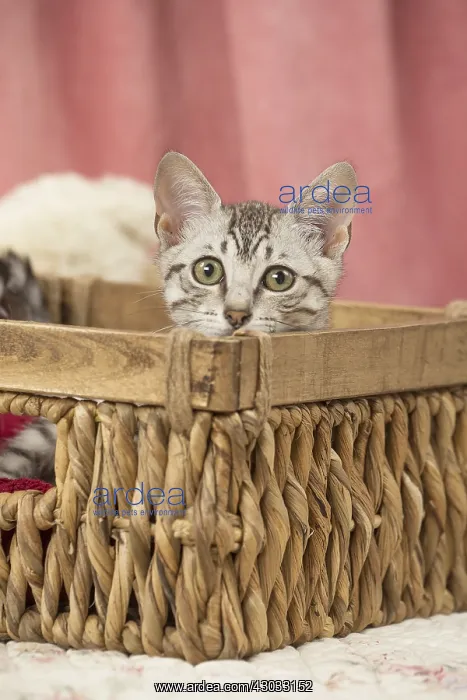  : Nebelung kitten sitting in a basket