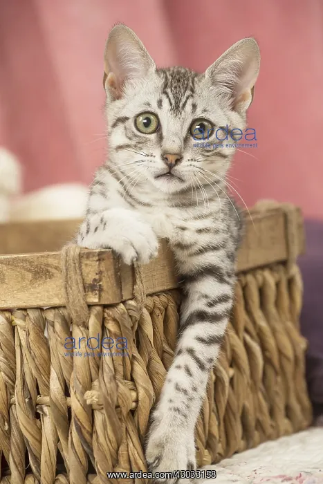  : Nebelung kitten sitting in a basket