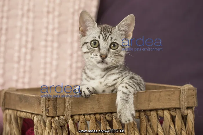  : Nebelung kitten sitting in a basket