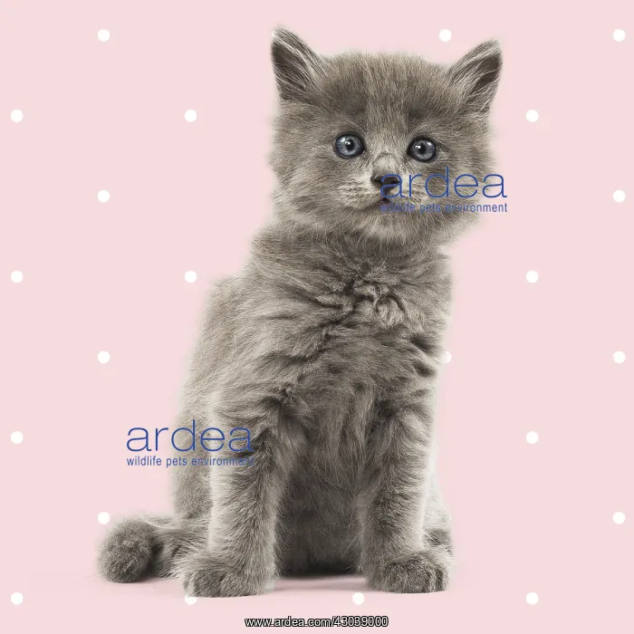 : Nebelung kitten on spotty polka dot background : Nebelung kitten on spotty polka dot background