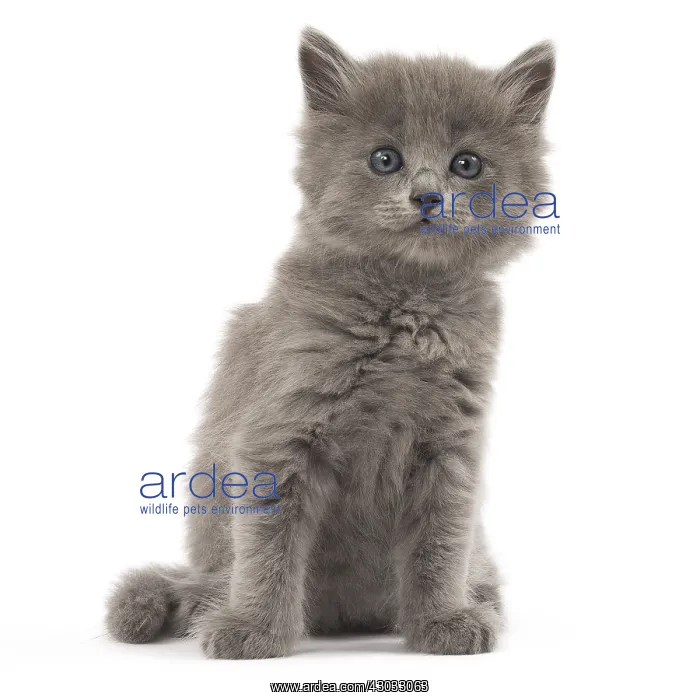  : Nebelung kitten in the studio