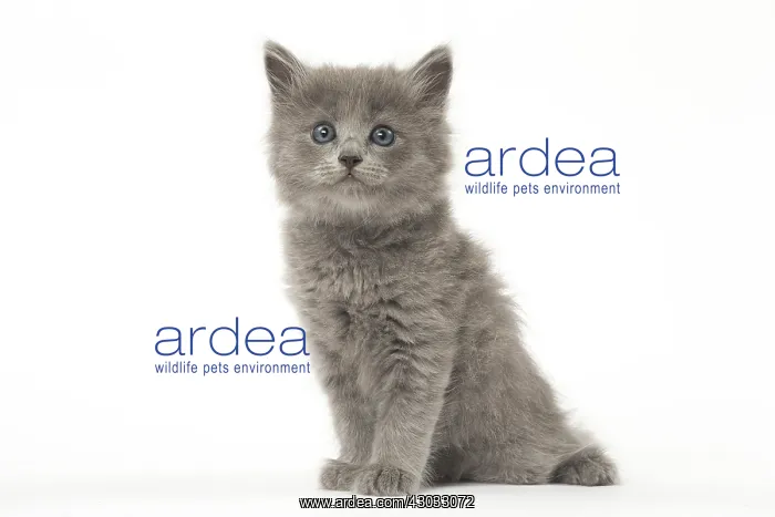  : Nebelung kitten in the studio