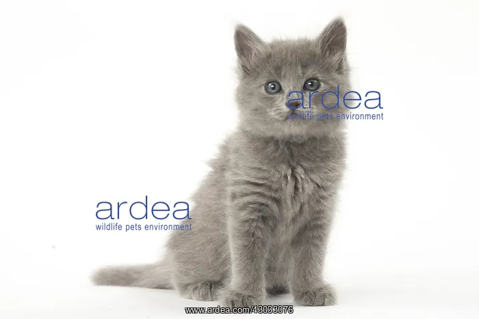  : Nebelung kitten in the studio