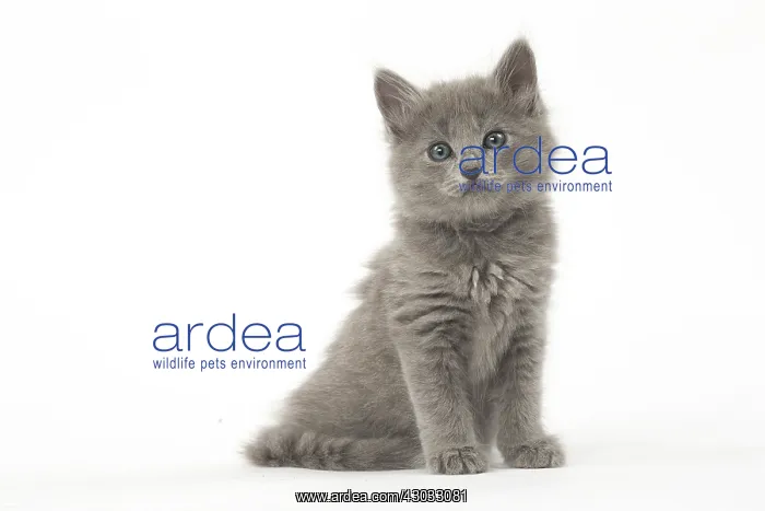  : Nebelung kitten in the studio