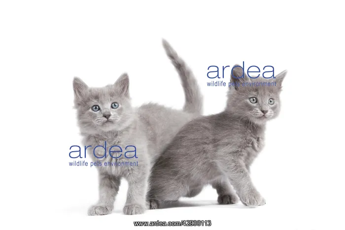  : Nebelung Kittens