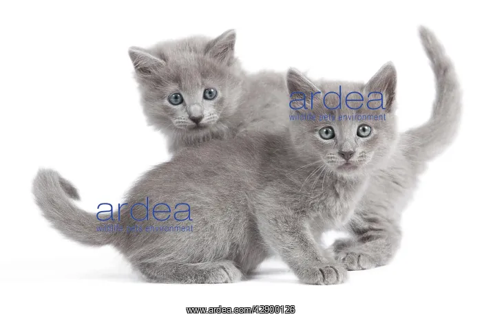 : Nebelung Kittens