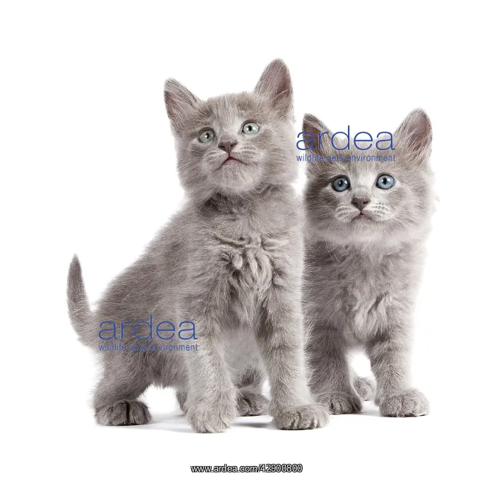 : Nebelung Kittens