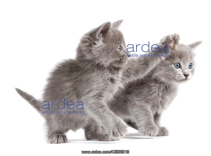  : Nebelung Kittens