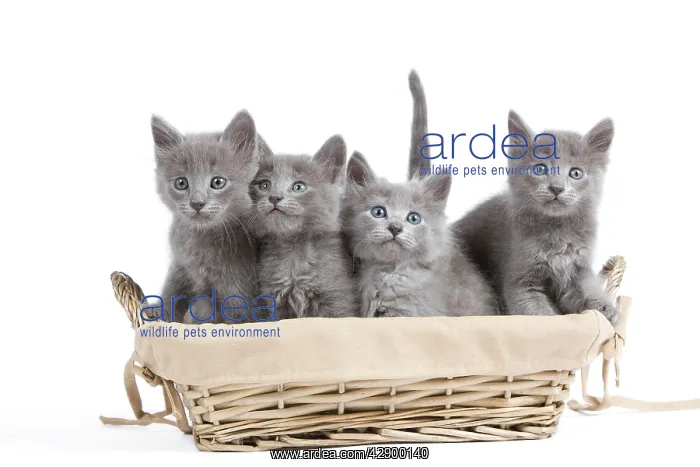  : Nebelung Kittens in basket