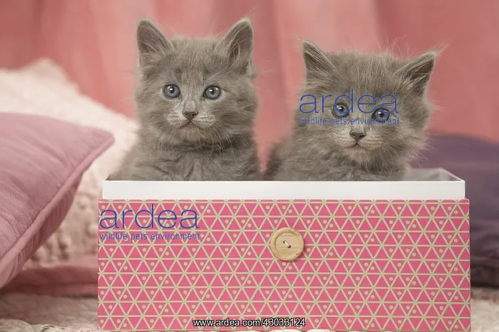  : Nebelung kittens sitting in a box