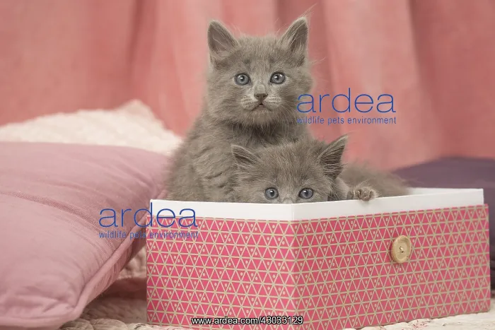  : Nebelung kittens sitting in a box