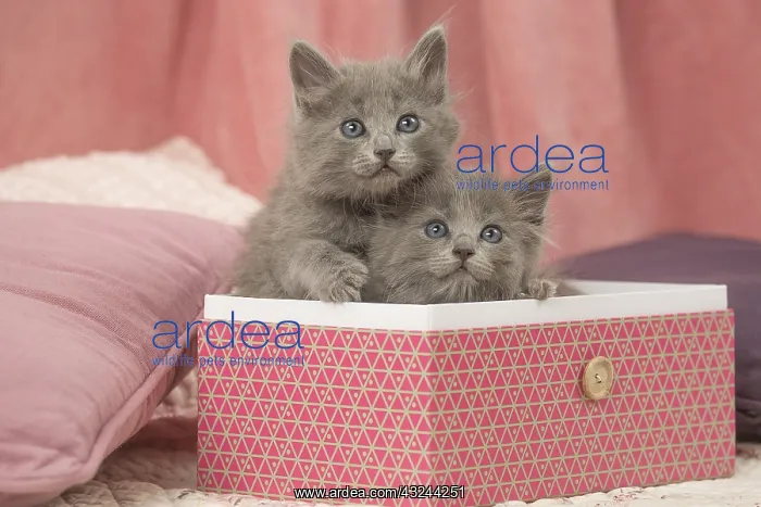  : Nebelung kittens sitting in a box