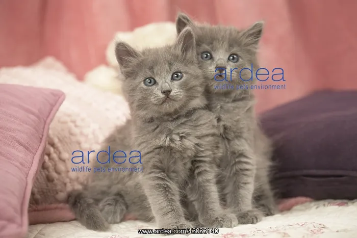  : Nebelung kittens sitting indoors