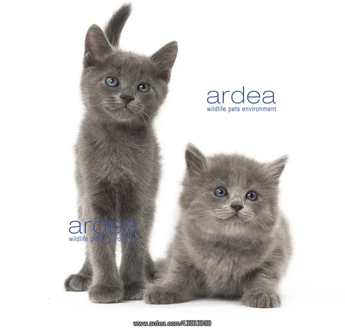  : Nebelung kittens in the studio