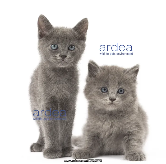  : Nebelung kittens in the studio