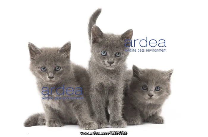  : Nebelung kittens in the studio