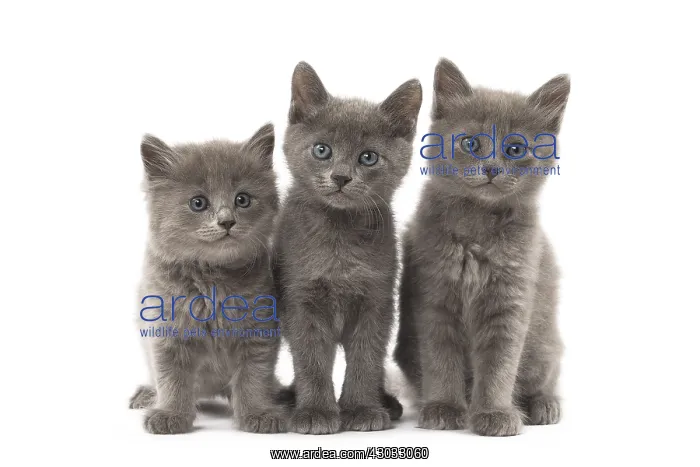  : Nebelung kittens in the studio