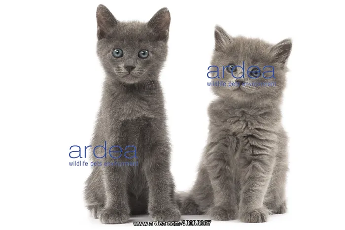 : Nebelung kittens in the studio