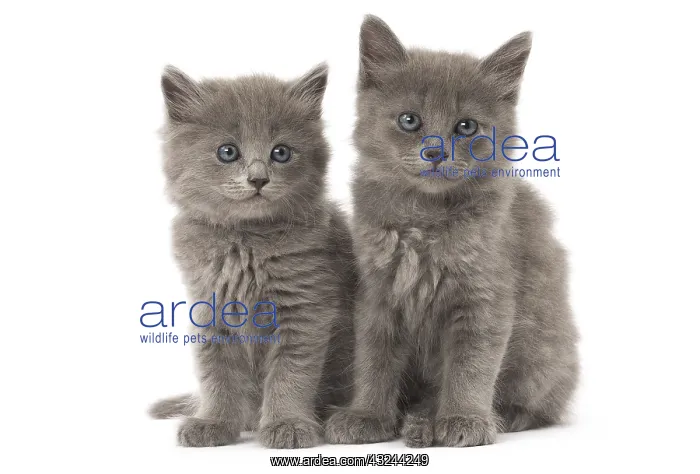  : Nebelung kittens in the studio