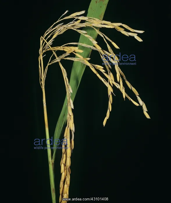 : Neck blast of Rice : Neck blast of Rice