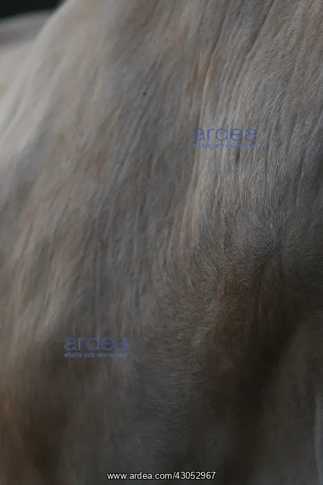: Neck and chest of a Nantaise cow France : Neck and chest of a Nantaise cow France
