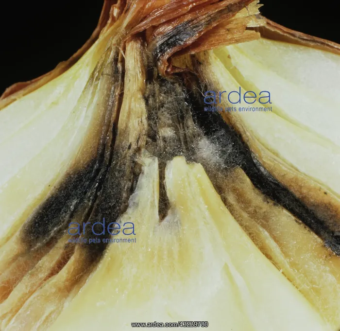 : Neck Rot (Botrytis allii) in onion bulb : Neck Rot (Botrytis allii) in onion bulb