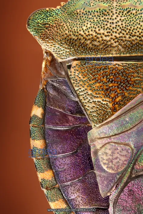 : Neck shield and abdomen of a tree bug (Arma custos) in : Neck shield and abdomen of a tree bug (Arma custos) in