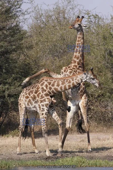 : Necking sequence between two males Giraffe (Giraffa : Necking sequence between two males Giraffe (Giraffa