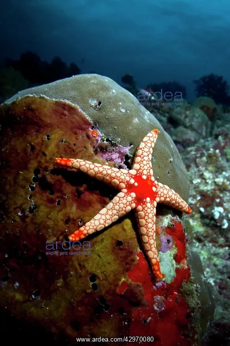 : Necklace Sea Star : Necklace Sea Star